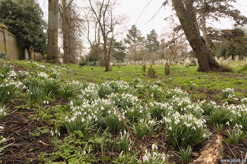 Snowdrops in Brompton Cemetery, West London